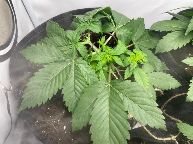 Pineapple 🍍. Week 3 - 23.8.