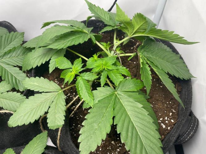 Pineapple 🍍. Week 3 - 23.8.