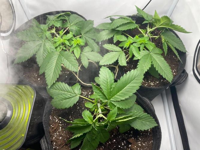 Pineapple 🍍. Week 3 - 23.8.