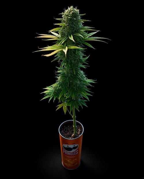 Wappa. Week 12