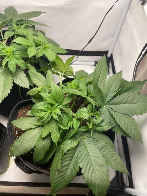 Pineapple 🍍. Week 4 - 27.8.