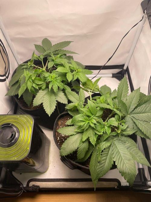 Pineapple Express. Week 4