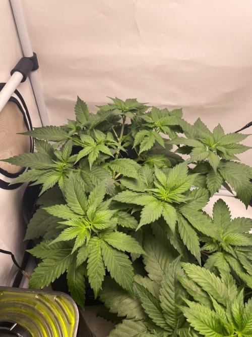 Pineapple 🍍. Week 4 - 30.8.