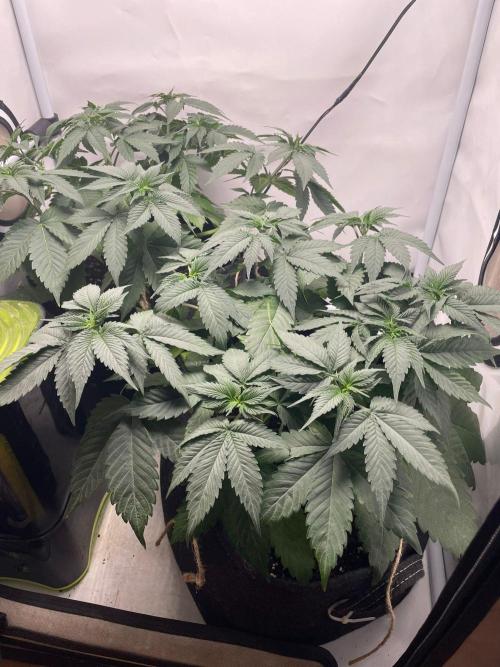 Pineapple Express. Week 5