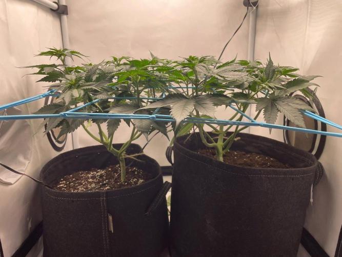 Pineapple 🍍. Week 6 - 10.9.