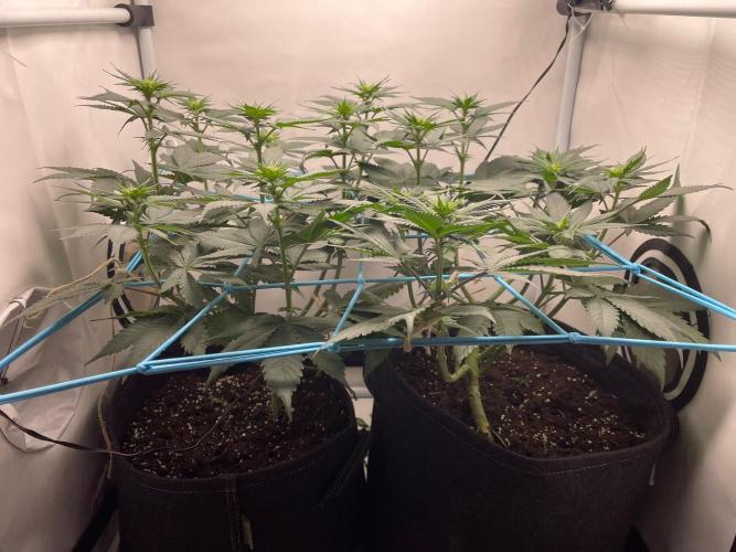 Pineapple 🍍. Week 7 - 17.9.