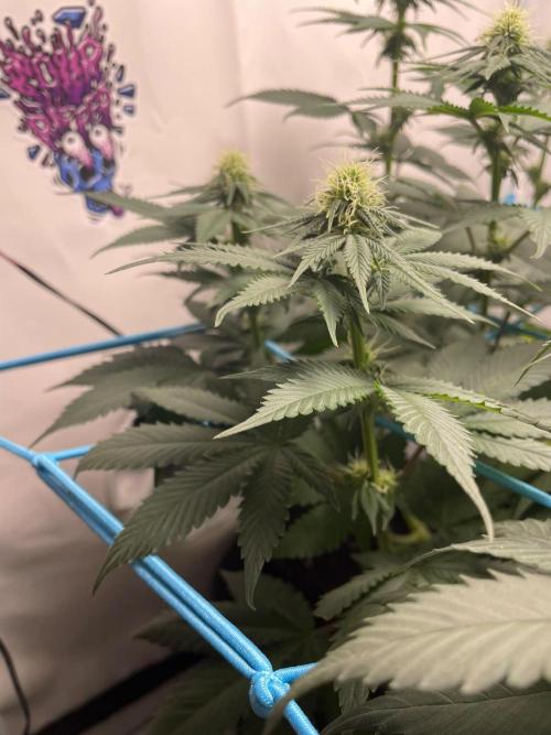 Pineapple 🍍. Week 8