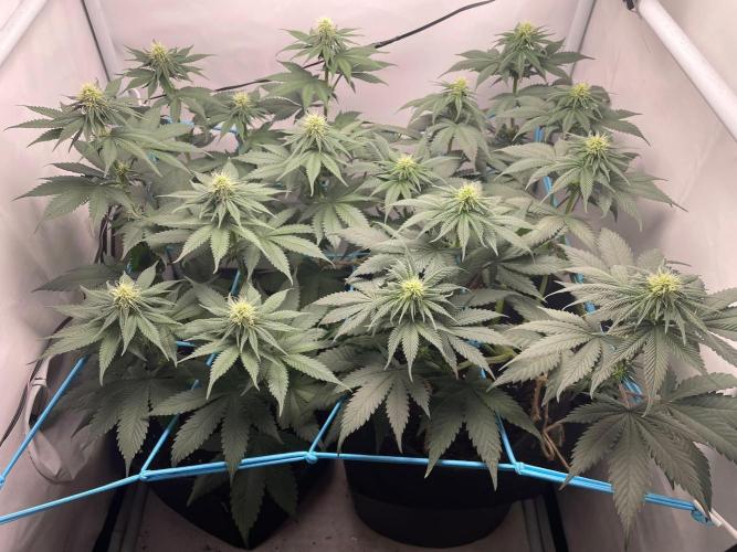 Pineapple 🍍. Week 8