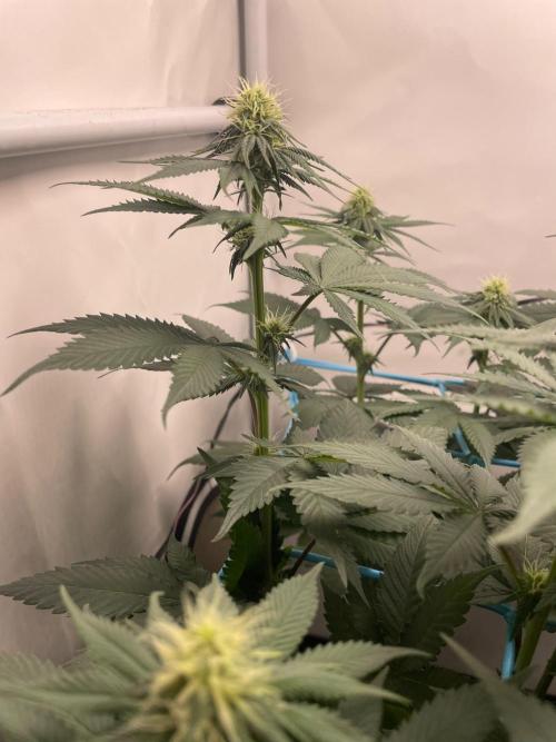 Pineapple 🍍. Week 8