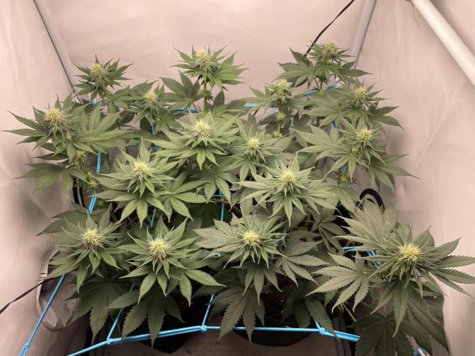 Pineapple 🍍. Week 8 - 30.9.