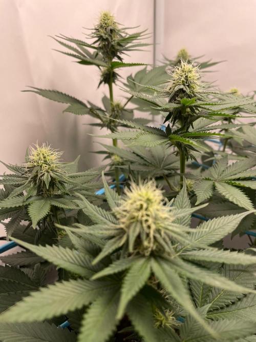 Pineapple Express. Week 8