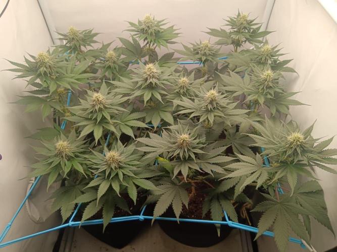 Pineapple 🍍. Week 9 - 4.10.
