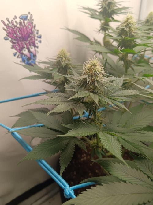 Pineapple 🍍. Week 9 - 4.10.