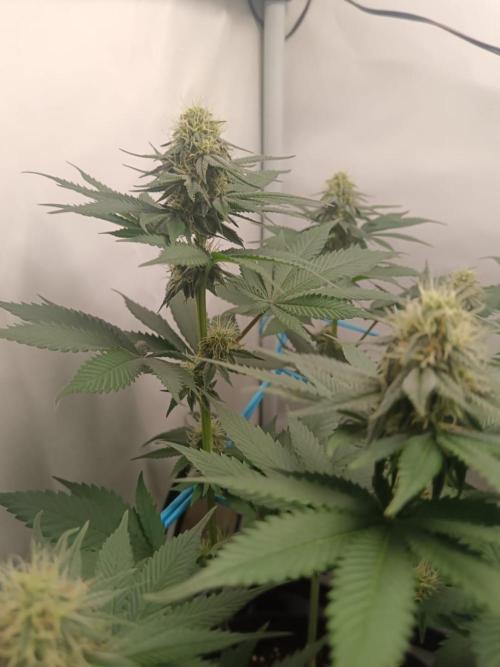 Pineapple 🍍. Week 9 - 4.10.
