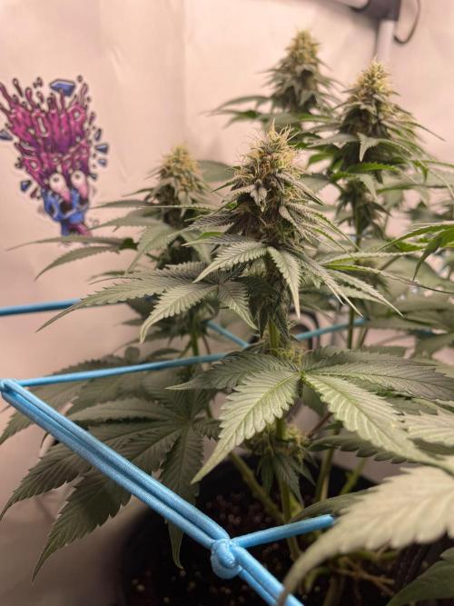 Pineapple 🍍. Week 10 - 9.10.
