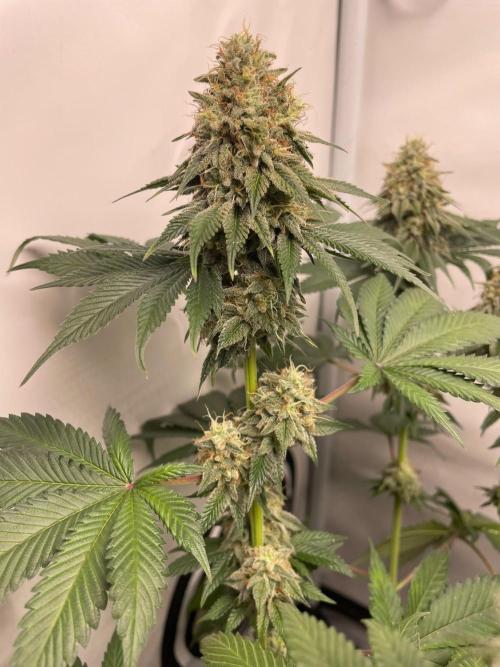 Pineapple 🍍. Week 12 - 20.10.