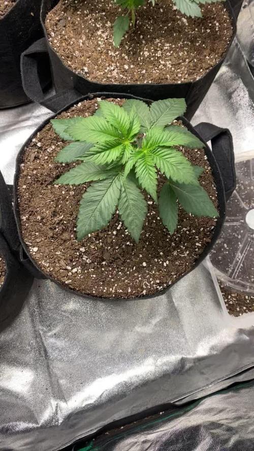 Gelato 45