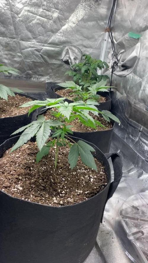 Gelato 45