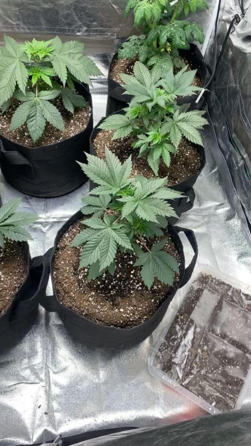 Gelato 45