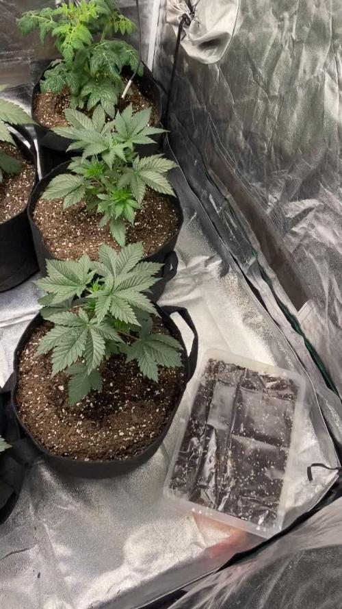 Gelato 45
