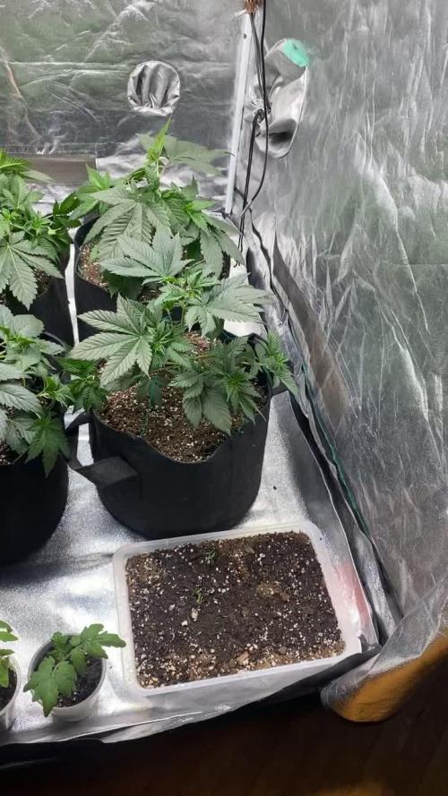 Gelato 45
