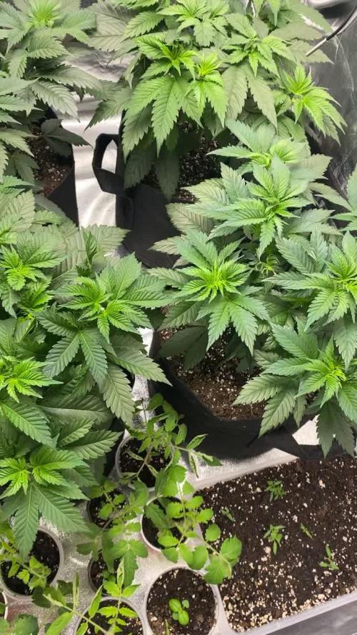 Gelato 45