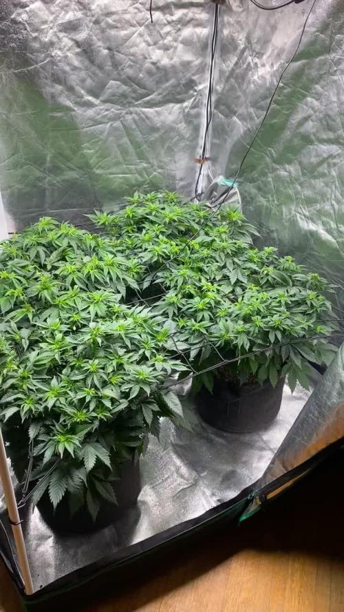 Gelato 45