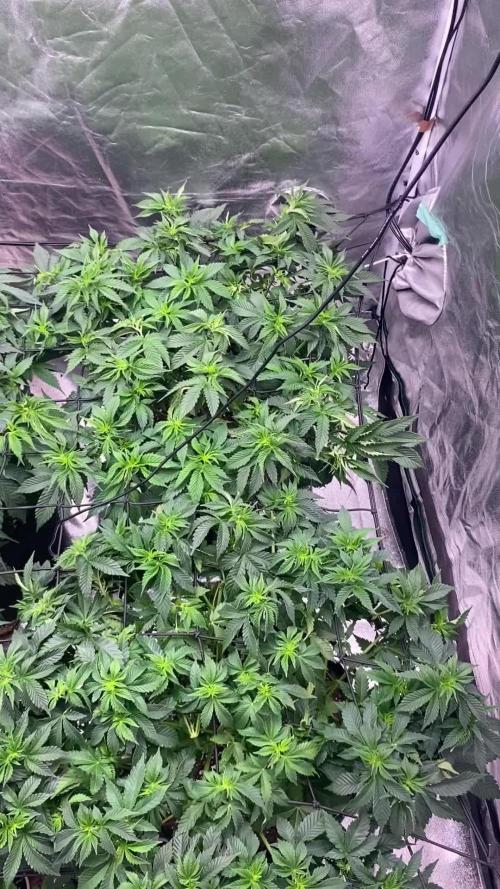 Gelato 45