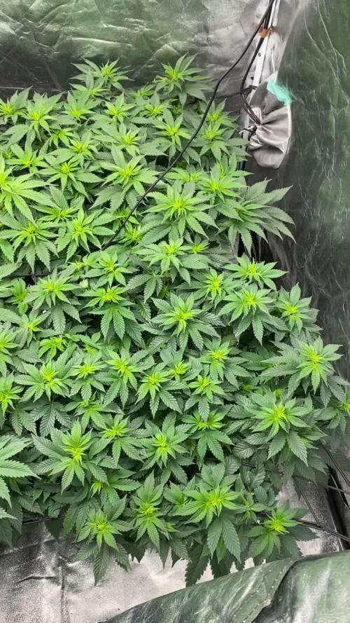 Gelato 45