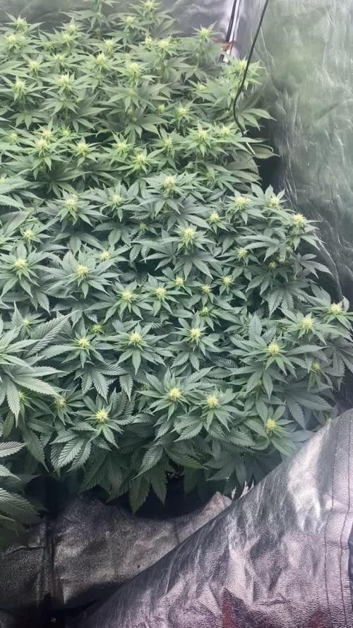 Gelato 45