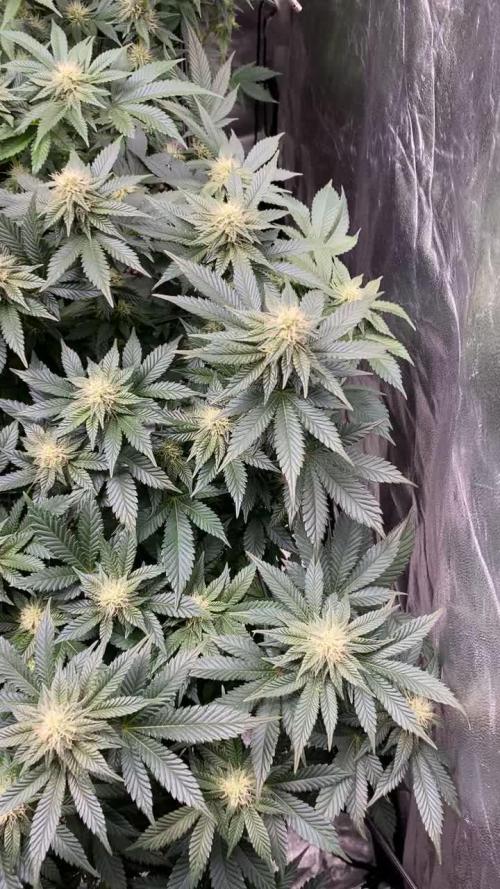 Gelato 45