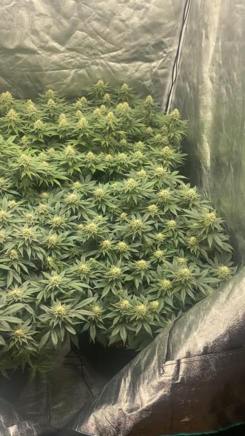 Gelato 45