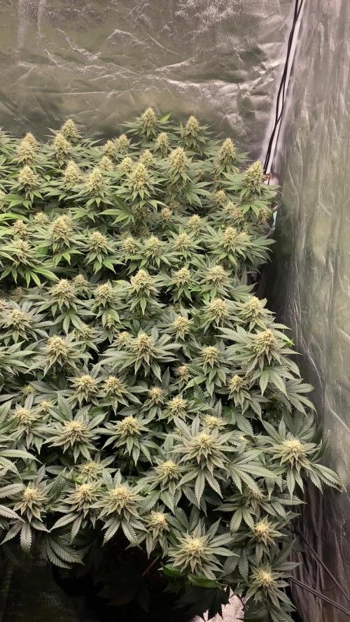 Gelato 45