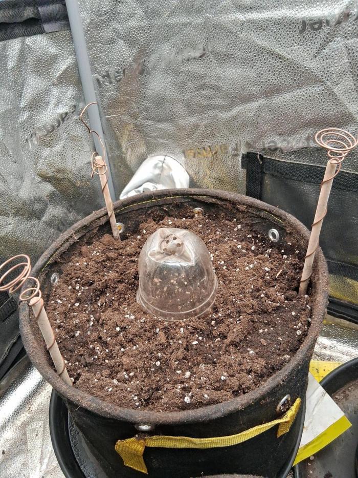 Blue pie Oz by jonny blaze. Week 0 - Day one was the 31st 