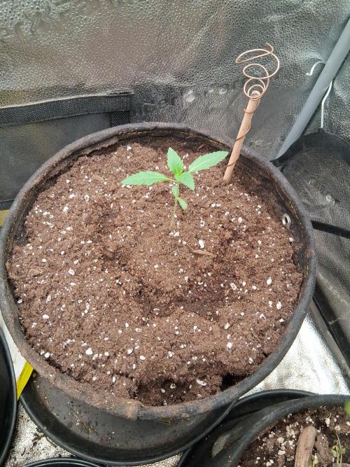 Blue pie Oz by jonny blaze. Week 1