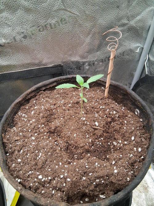 Blue pie Oz by jonny blaze. Week 1