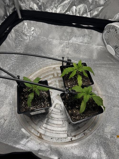 Chocolate Skunk (A, B, C). Week 3