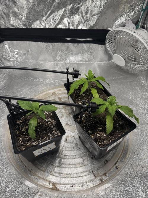 Chocolate Skunk (A, B, C). Week 3