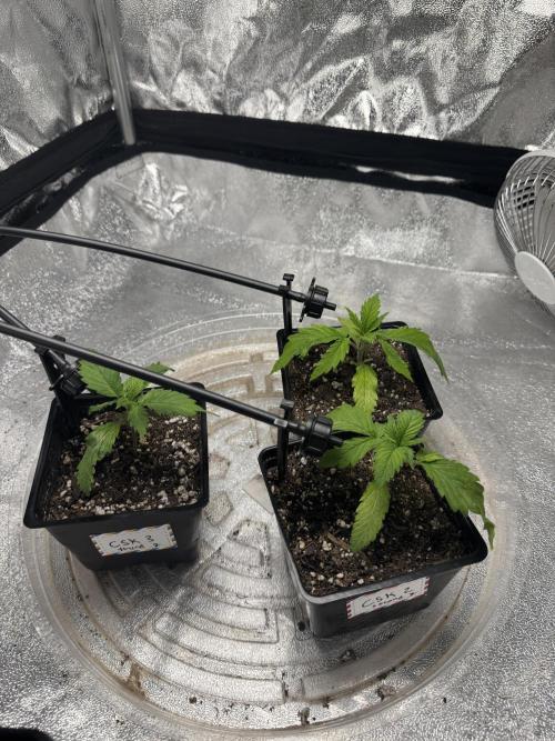 Chocolate Skunk (A, B, C). Week 3