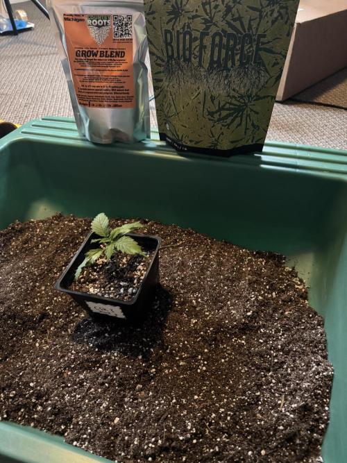 Chocolate Skunk (A, B, C). Week 3