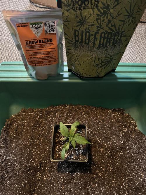 Chocolate Skunk (A, B, C). Week 3