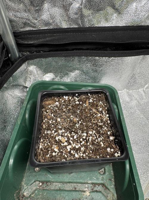 Girl Scout Cookies. Week 1