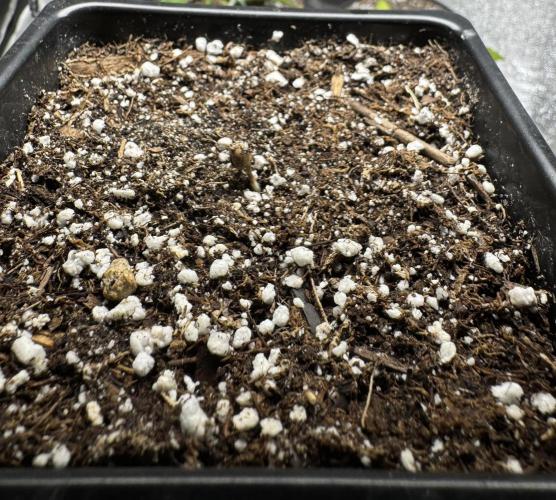 Girl Scout Cookies. Week 1