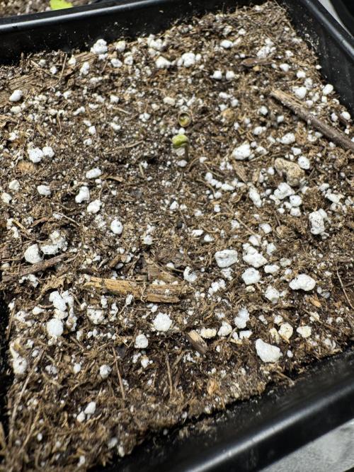 Girl Scout Cookies. Week 1