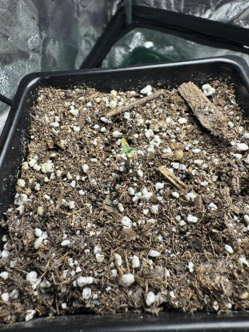 Girl Scout Cookies. Week 1