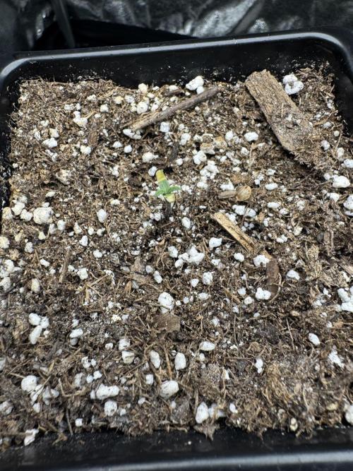 Girl Scout Cookies. Week 1