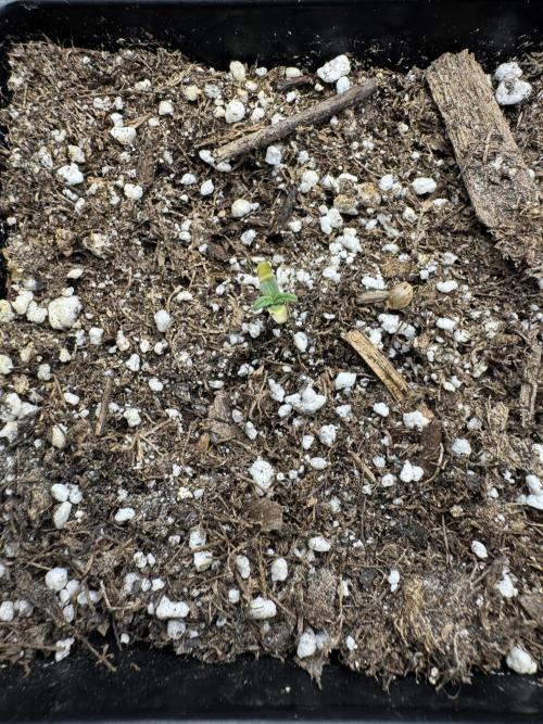 Girl Scout Cookies. Week 1