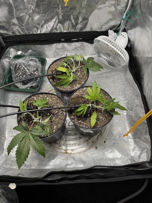 Chocolate Skunk (A, B, C). Week 6