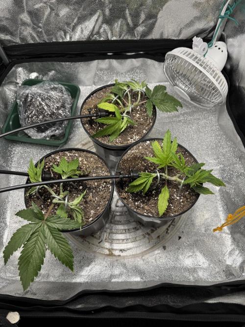 Chocolate Skunk (A, B, C). Week 6