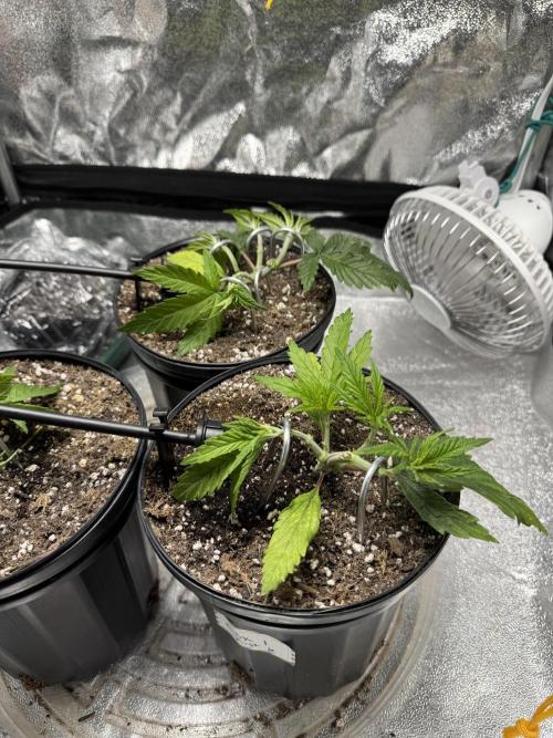 Chocolate Skunk (A, B, C). Week 6